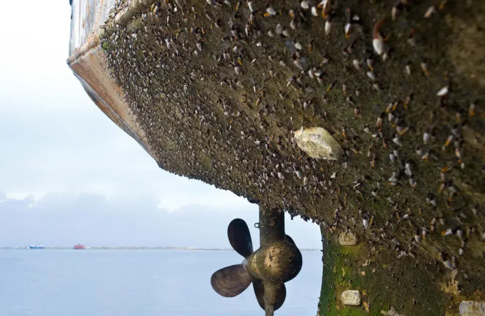 Biofouling und Wasserstoff: Risiken für piezoresistive Sensoren